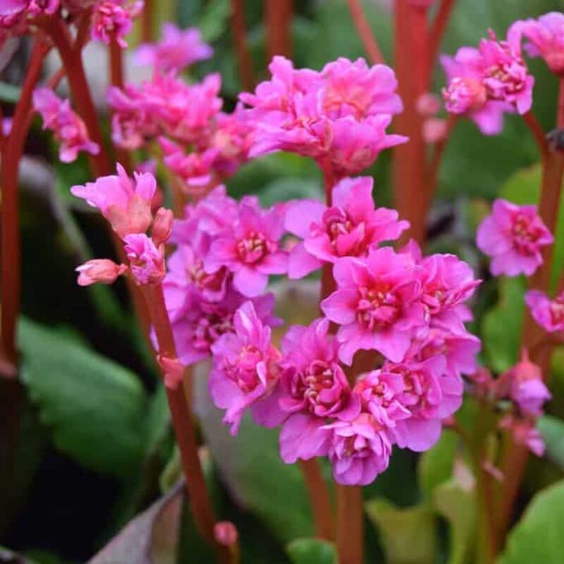 Bergenia 'Abendglut' ---